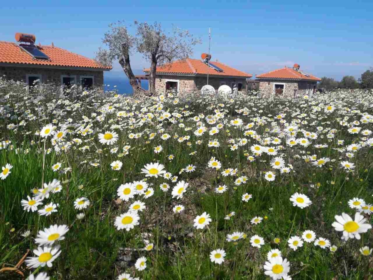 Ktima Kiourelioti Villa Skala Sykamineas ภายนอก รูปภาพ