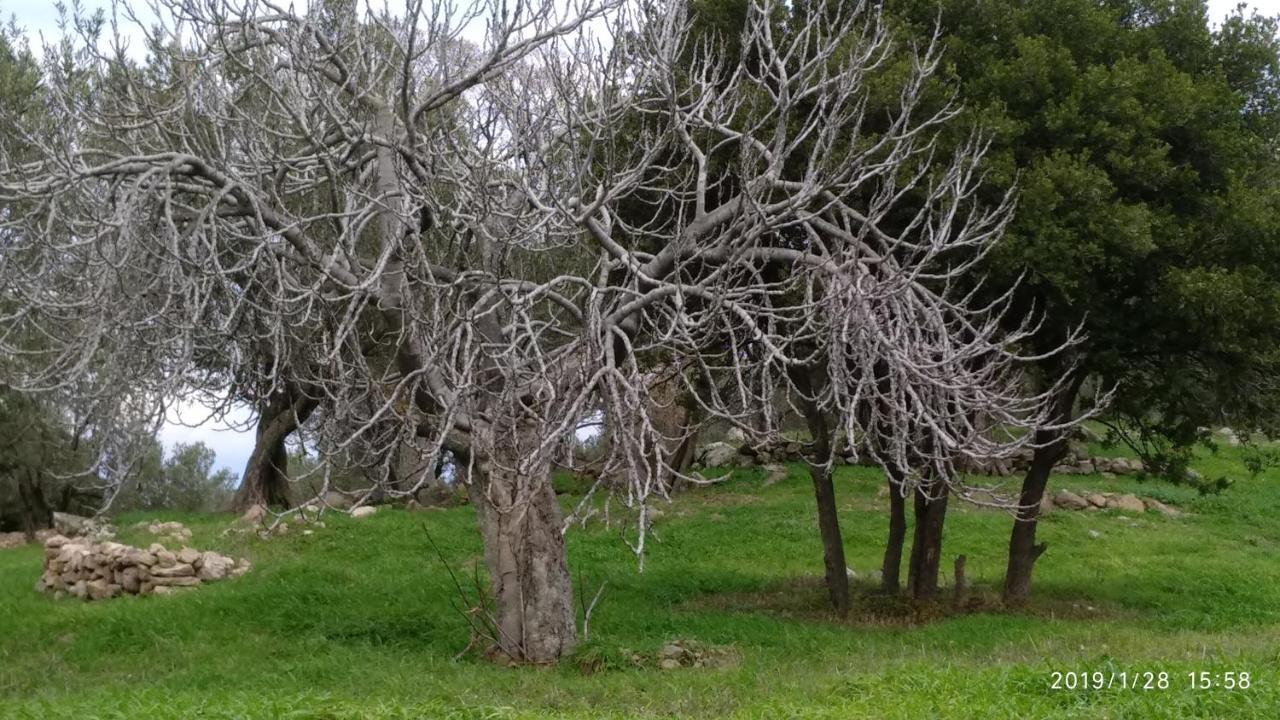 Ktima Kiourelioti Villa Skala Sykamineas ภายนอก รูปภาพ