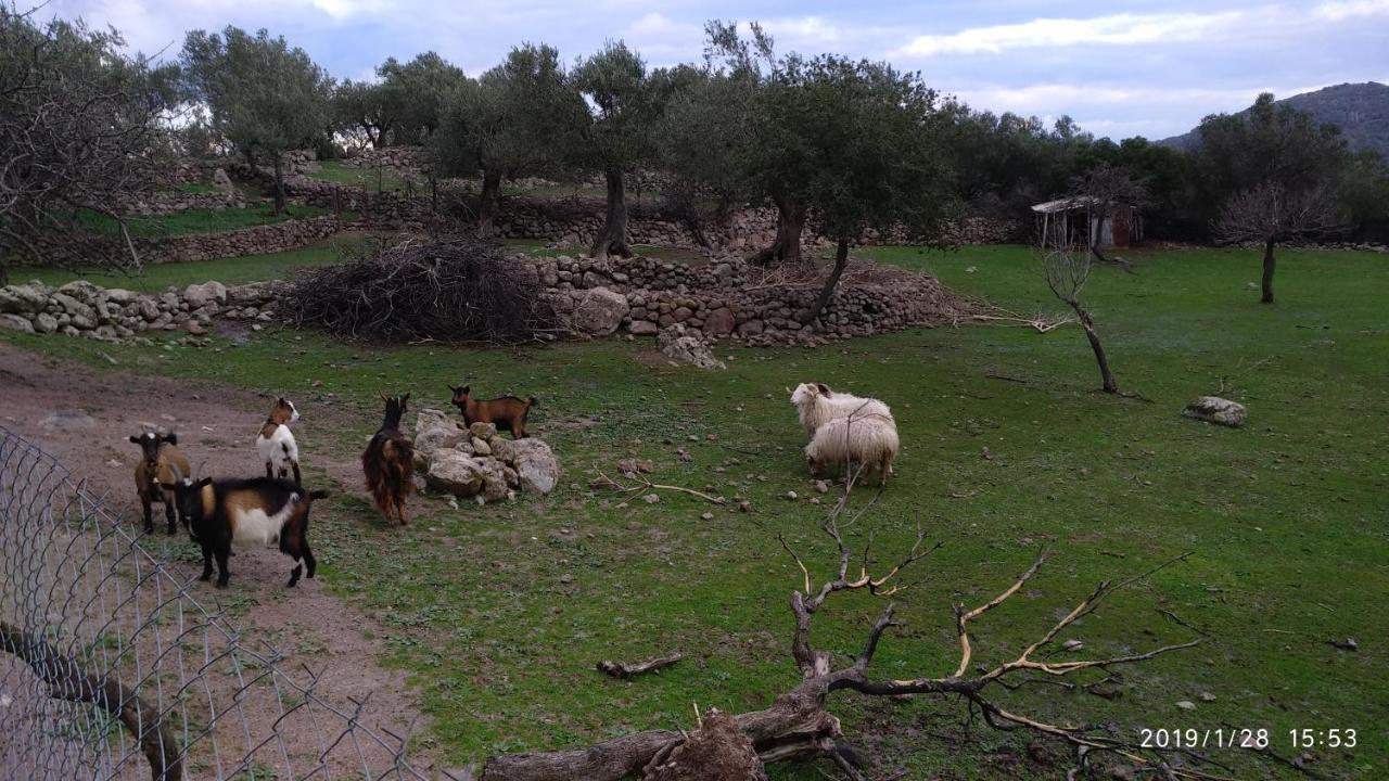 Ktima Kiourelioti Villa Skala Sykamineas ภายนอก รูปภาพ