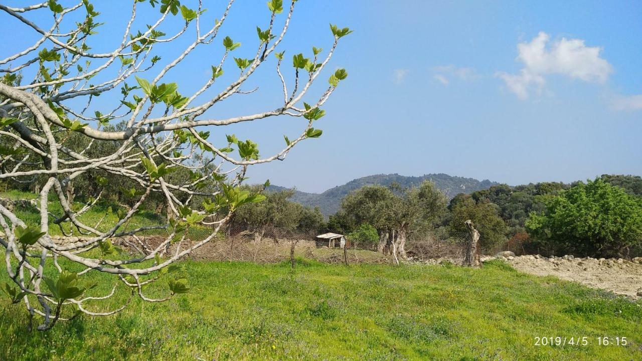 Ktima Kiourelioti Villa Skala Sykamineas ภายนอก รูปภาพ