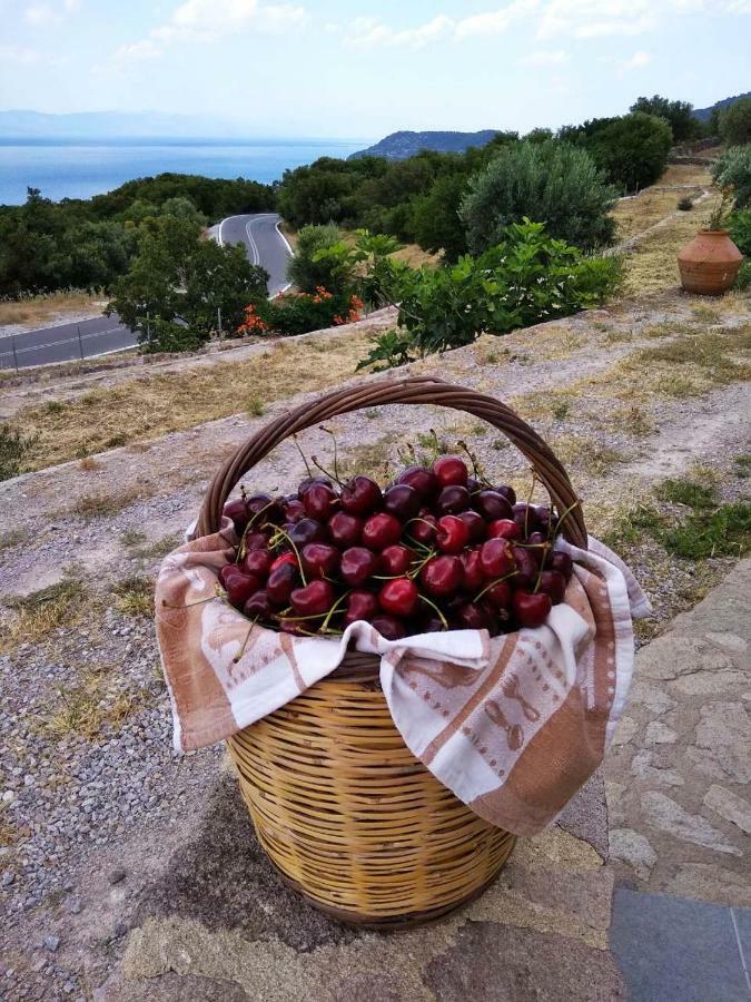 Ktima Kiourelioti Villa Skala Sykamineas ภายนอก รูปภาพ